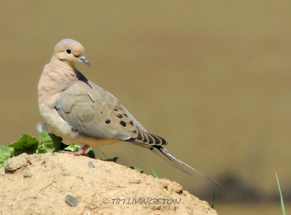 easter, dove, mourning dove