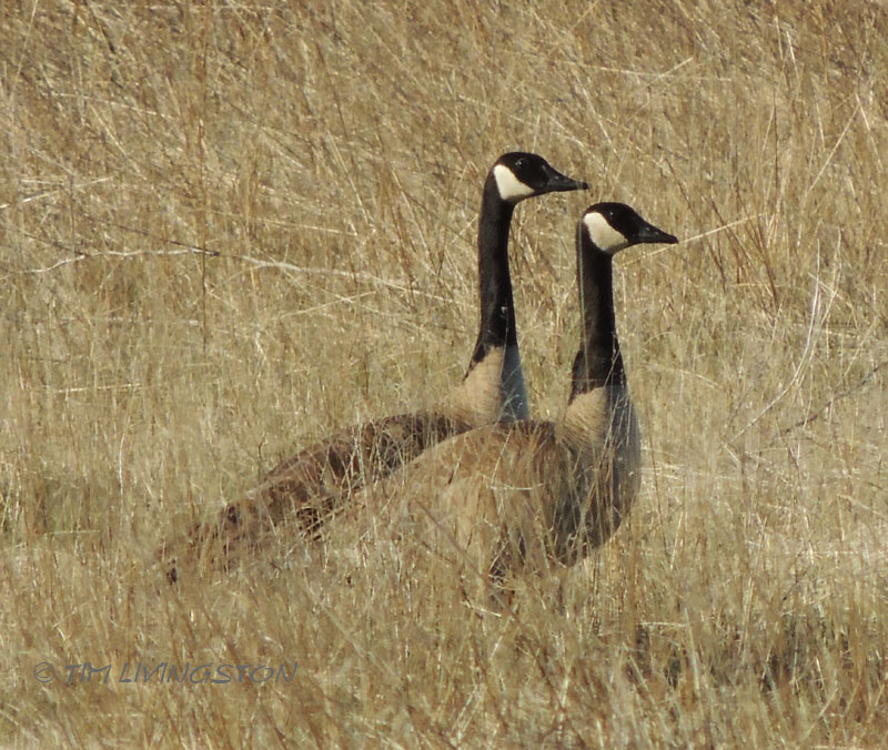 geese, Canadian Geese, photography, wildife, nature