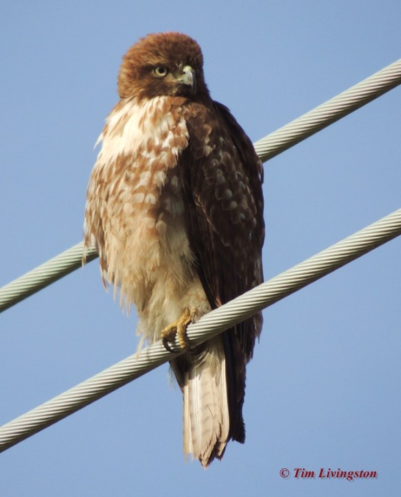 Juvenile Redtail 4
