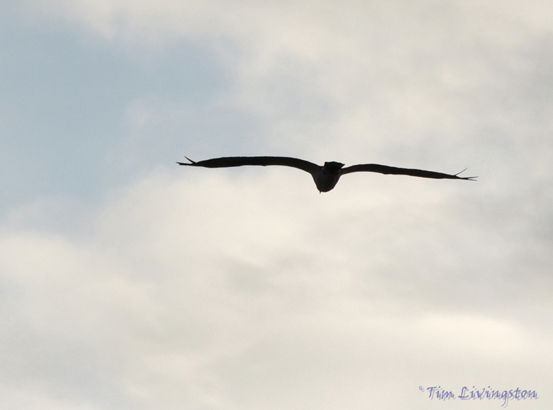 osprey, nest, wildlife, birds, nature, photography, birding