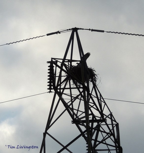 osprey, nest, wildlife, birds, nature, photography, birding