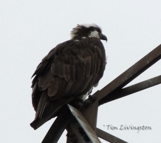 Osprey male 3 osprey, nest, tower, photography, nature, wildlife, birding, birds
