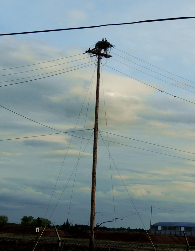 osprey, trashy, nest, photography, nature, wildlife
