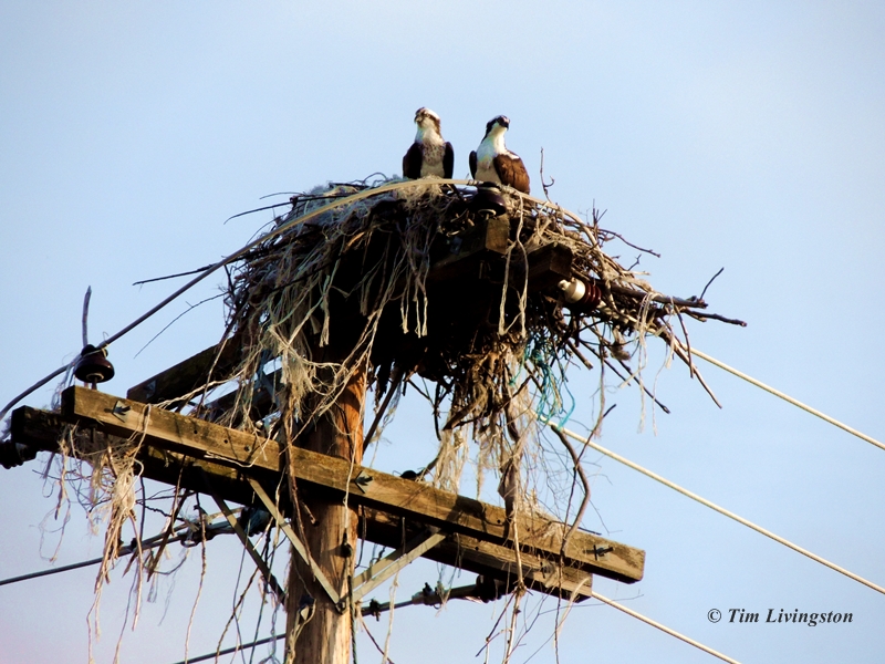 osprey, trashy, nest, photography, nature, wildlife