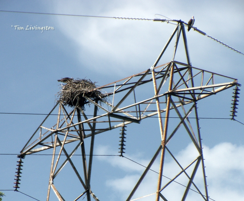 osprey, nest, wildlife, birds, nature, photography, birding
