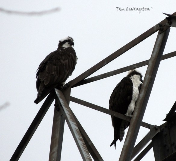 Osprey pair 2