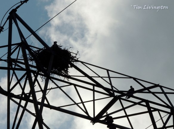 Osprey pair 3 osprey, nest, tower, photography, nature, wildlife, birding, birds
