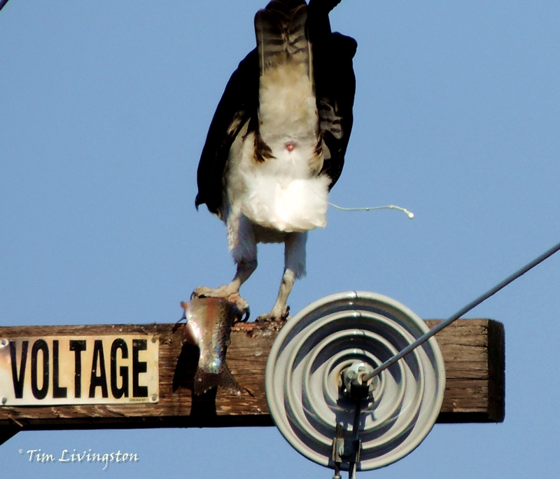 The Osprey Complaint Department.