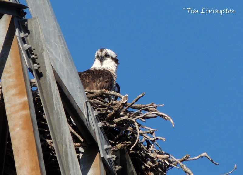 osprey, nest, wildlife, birds, nature, photography, birding
