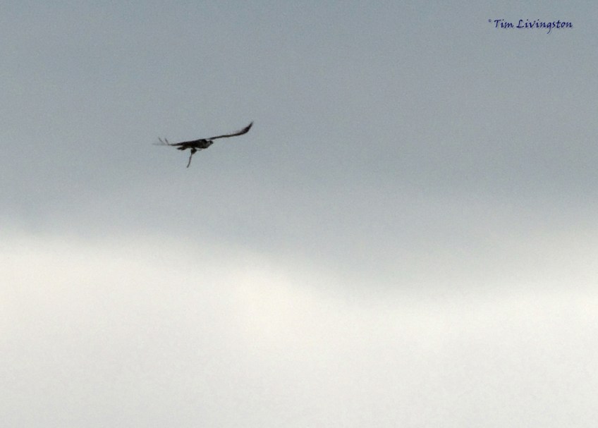 osprey, nest, wildlife, birds, nature, photography, birding