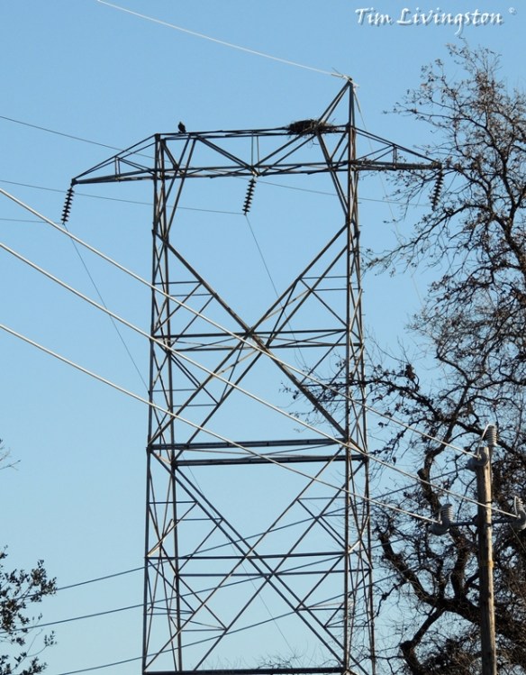 Osprey, photography, nature, wildlife