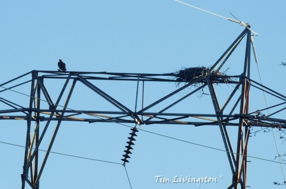 Osprey, photography, nature, wildlife