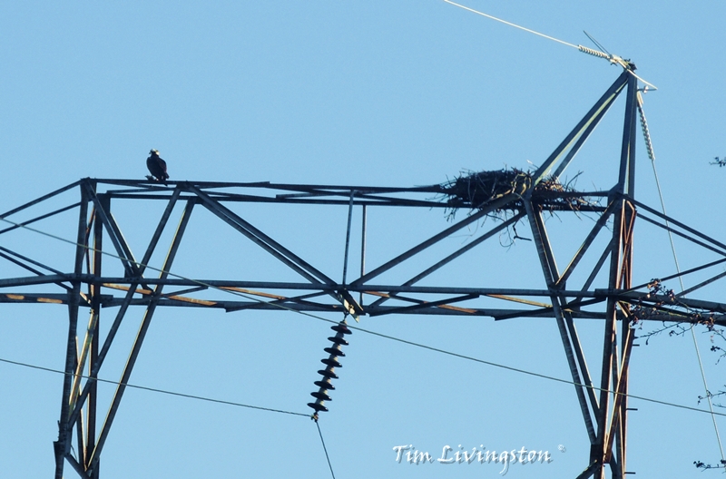 Osprey, photography, nature, wildlife