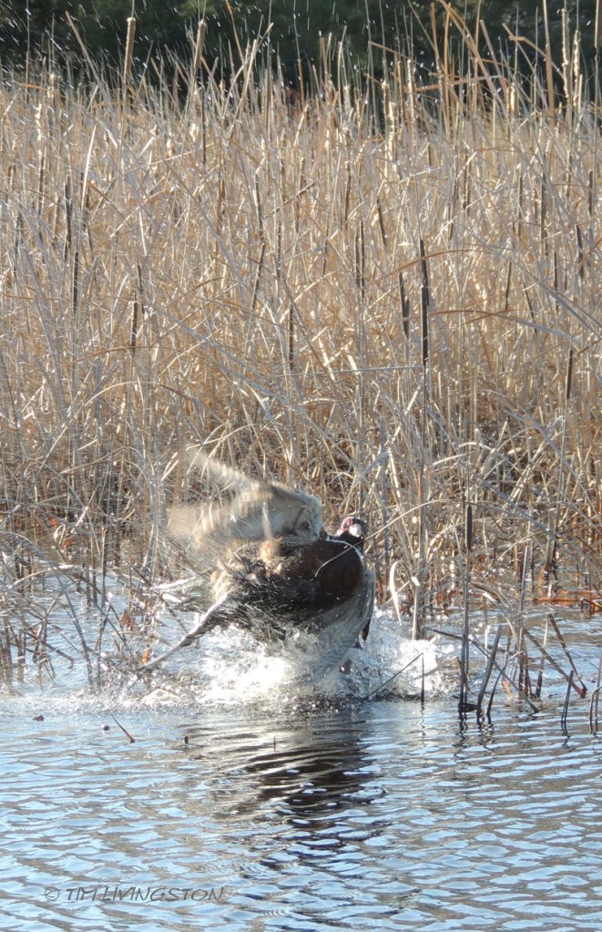 golden retriever, hunting, photography, pheasant