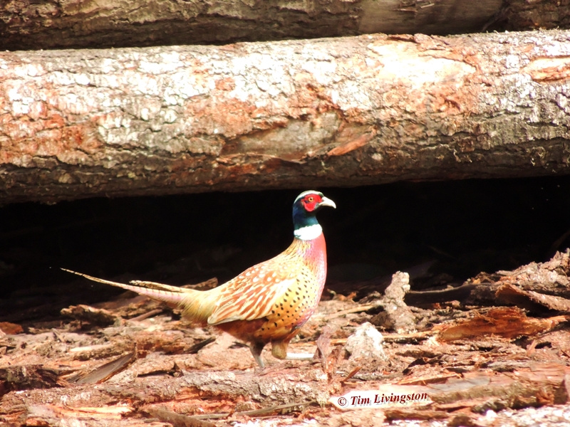 pheasant, poles, nature, wildlife, photography