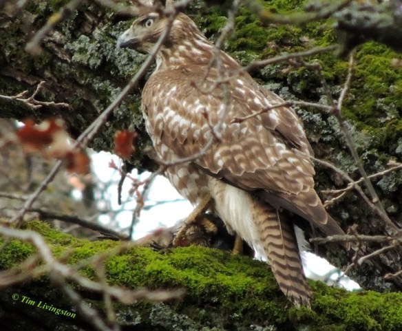 redtail hawk, redtail, buteo, rapture, photography, nature, wildlife