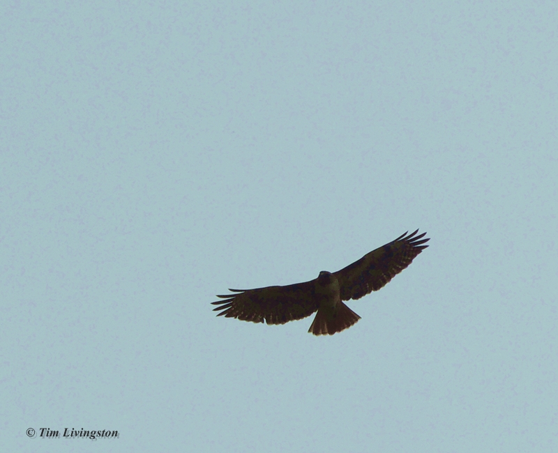 redtail hawk, redtail, buteo, rapture, photography, nature, wildlife