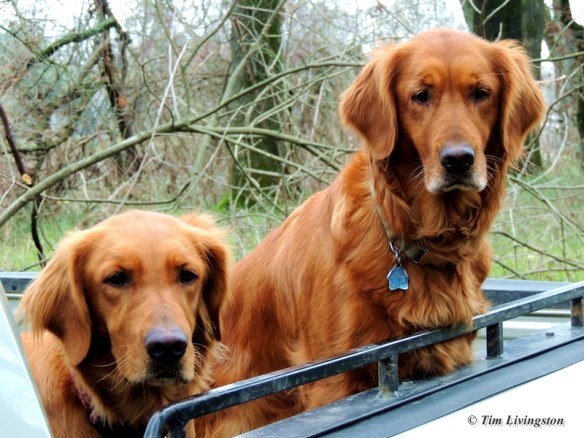 Teka and Blitz were busy plotting against His Excellency!