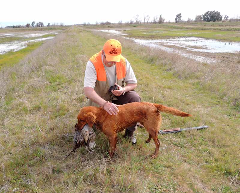 golden retriever, hunting, photography, Pheasant