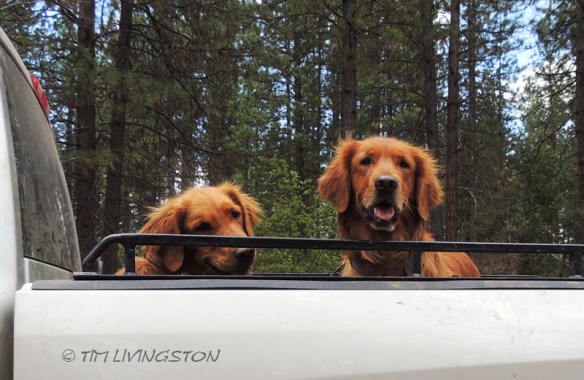 Blitz, Teka, golden retriever