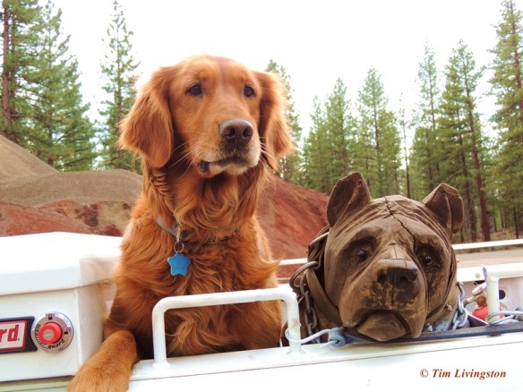 Chainsaw carving, dog carving, dog, golden retriever, Blitz, logger, forester