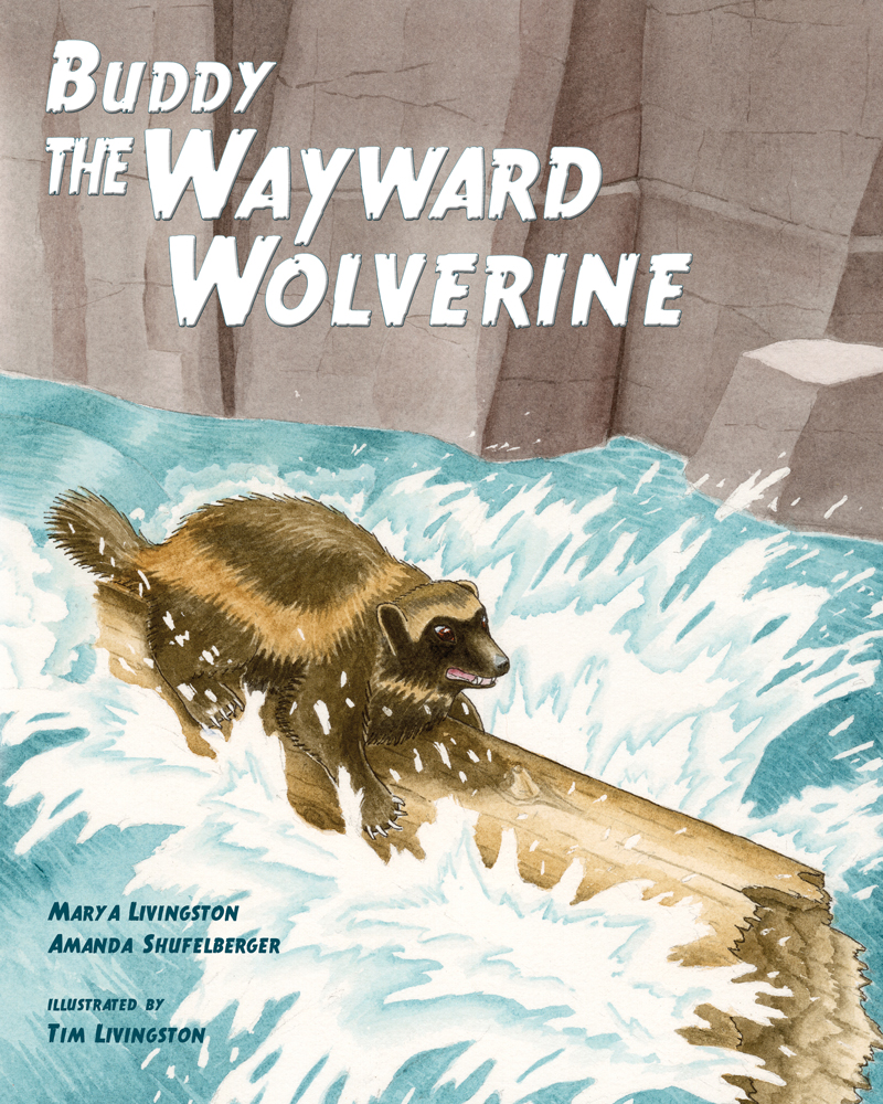 Buddy The Wayward Wolverine, wolverine, gulo, gulo gulo, childrens book, watercolor