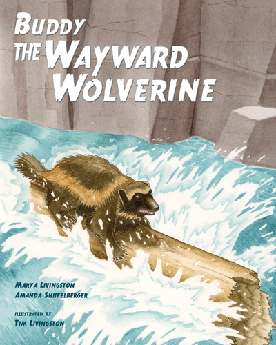 Buddy The Wayward Wolverine, wolverine, gulo, gulo gulo, childrens book, watercolor