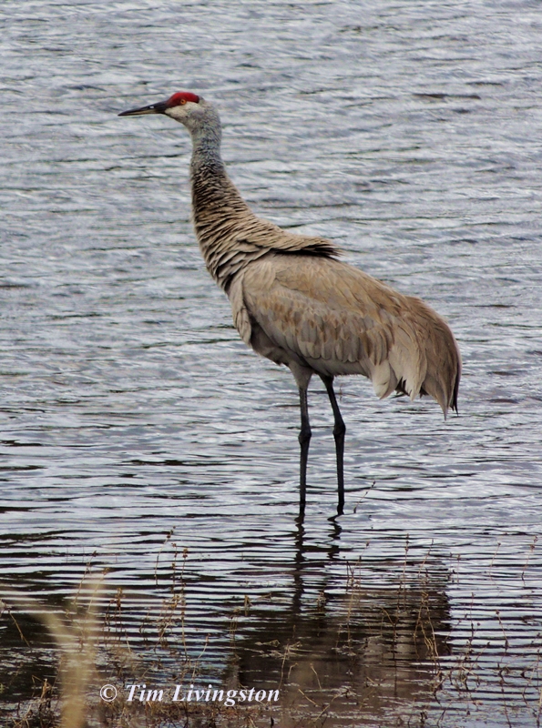 crane, Sandhill Crane, Nature, wildlife, photography, California