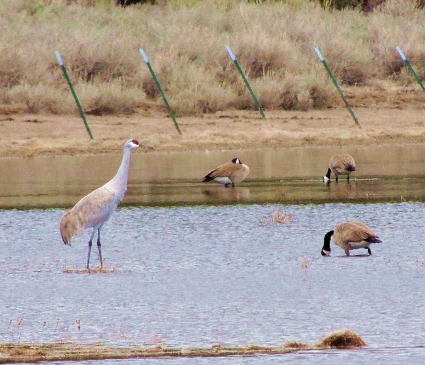 crane, Sandhill Crane, Nature, wildlife, photography, California
