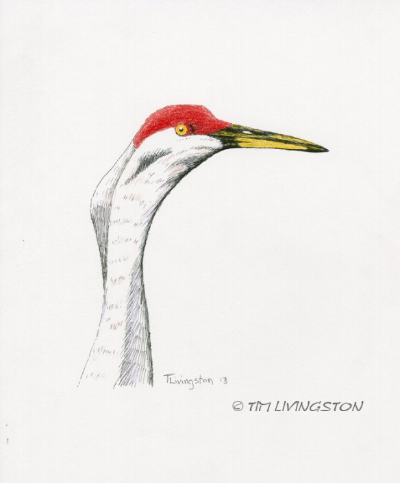 pen and ink, colored pencil, sandhill crane, crane, wildlife, nature, photography, Poison Lake, Ash Creek Wildlife Refuge