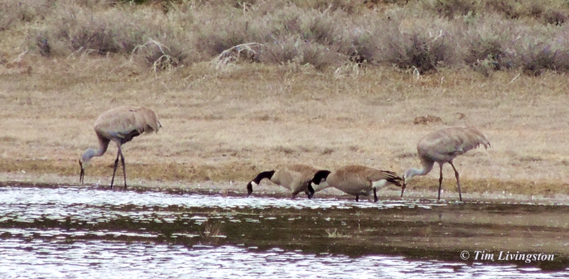 crane, Sandhill Crane, Nature, wildlife, photography, California
