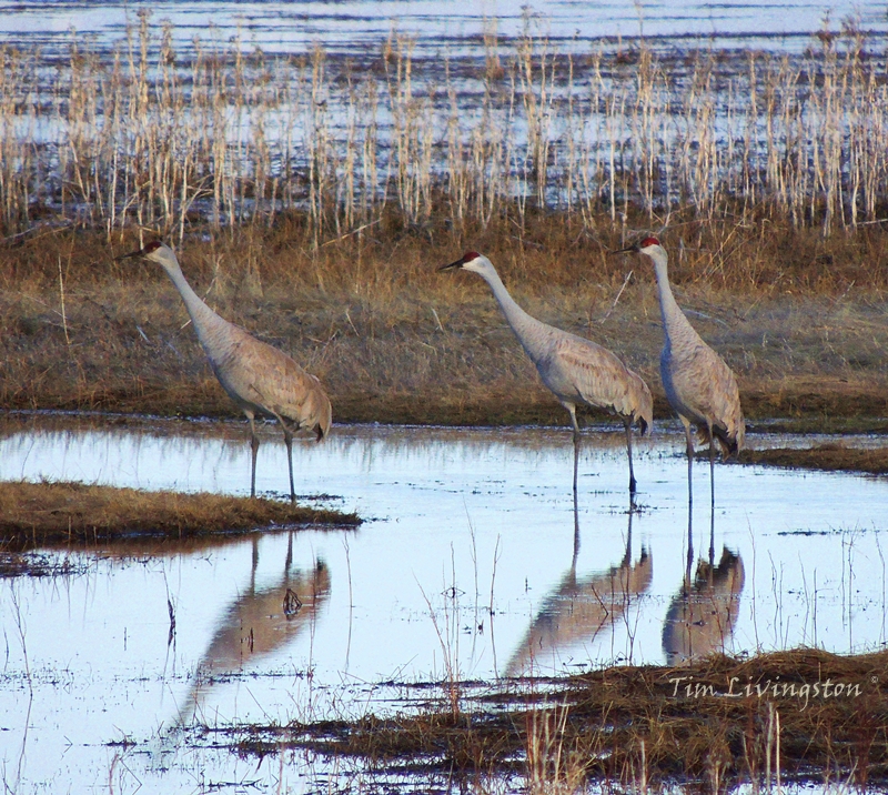 crane, Sandhill Crane, Nature, wildlife, photography, California