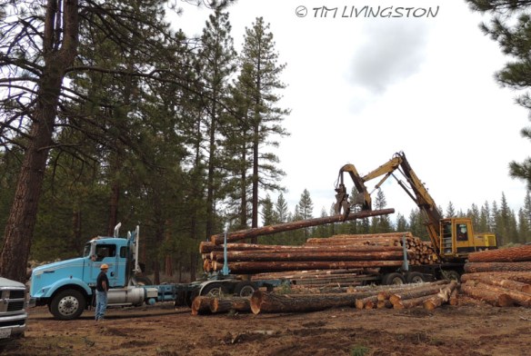 loader, logging, heel-boom, shovel, loggers