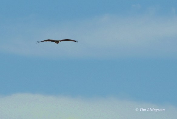 Osprey flight 2 Osprey, nature, wildlife, photography