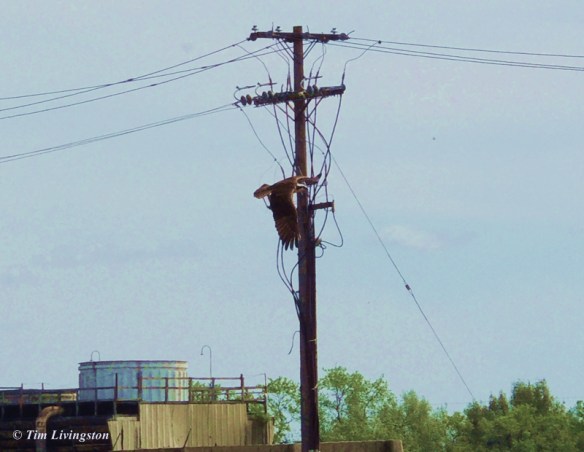 Osprey flight 3 Osprey, wildlife, nature, photography