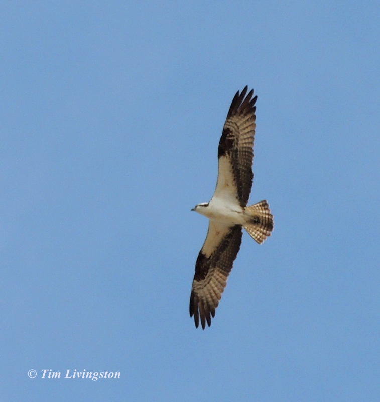 osprey, nature, wildlife, photography