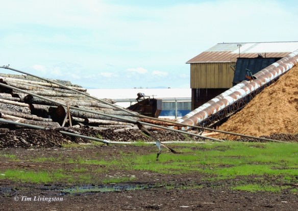 Osprey snatch Osprey, nature, wildlife, photography