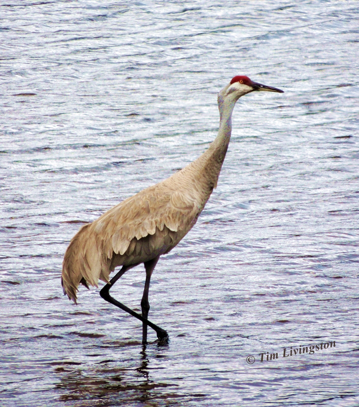 crane, Sandhill Crane, Nature, wildlife, photography, California