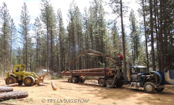 Loading log truck, loader, loader, logging, logger, photography
