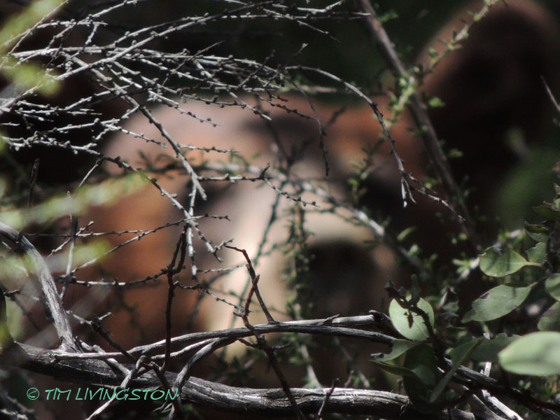bear, black bear, wildlife, nature, photography