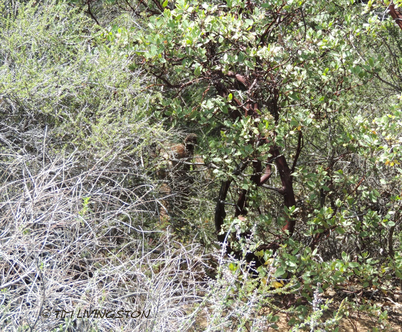 Bear sneaky bear, black bear, wildlife, nature, photography