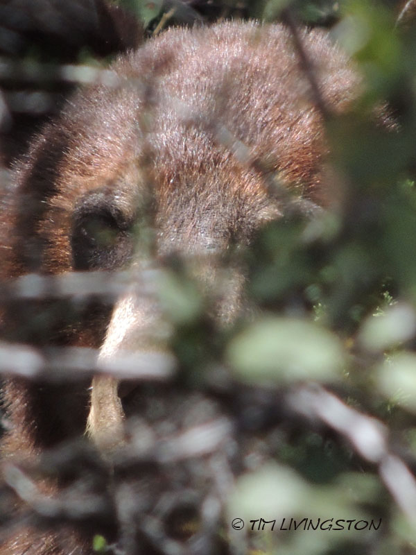 bear, black bear, wildlife, nature, photography