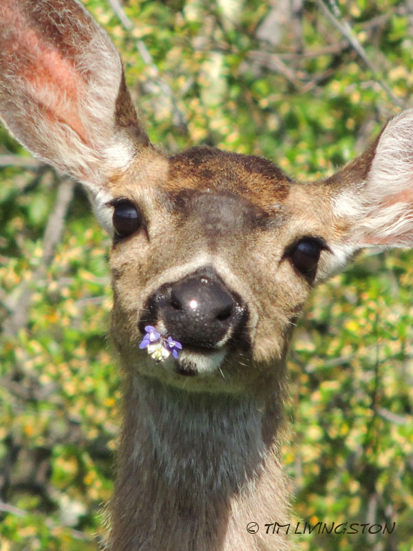 doe, deer, lupine, wildflowers, spring, photography, wildlife