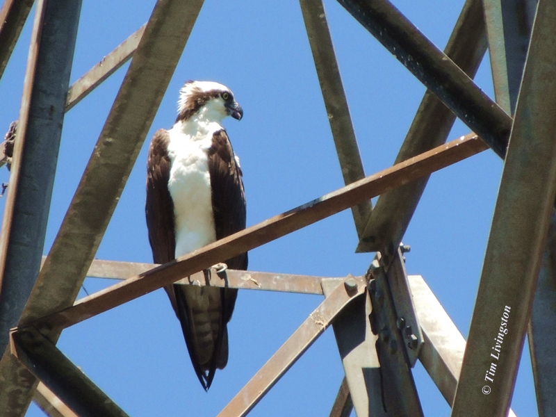 Osprey, nest, nesting, chicks, photography, nature, wildlife