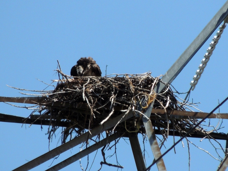 Osprey, nest, nesting, chicks, photography, nature, wildlife
