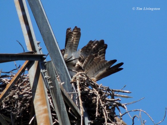 Osprey, nest, nesting, chicks, photography, nature, wildlife