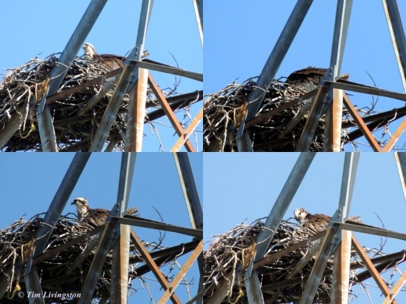 Osprey, nest, nesting, chicks, photography, nature, wildlife