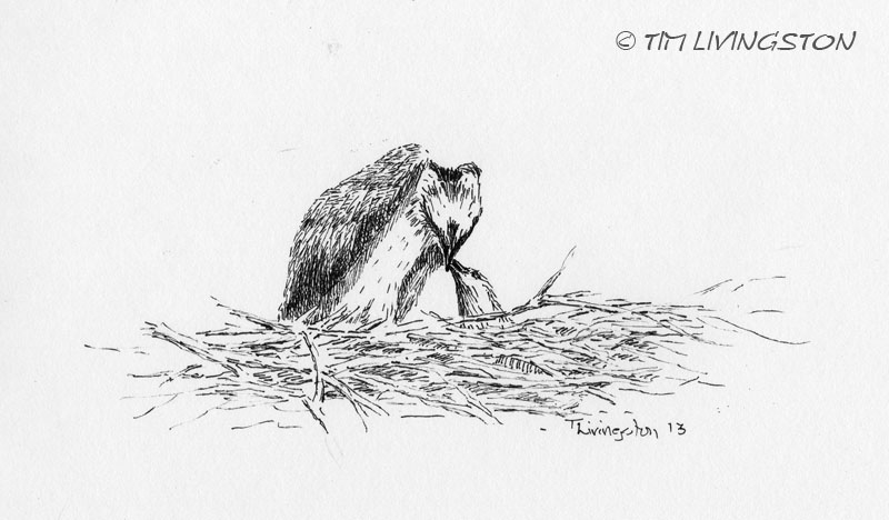Osprey, pen and ink, ink, nature, wildlife, osprey chick