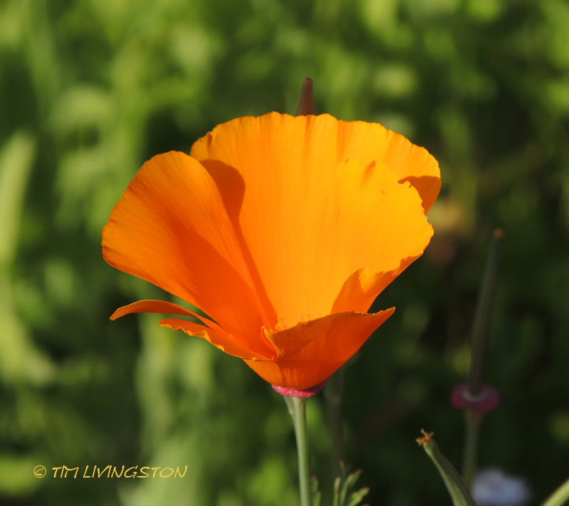 Poppy, California Poppy, nature, wildflower, photography