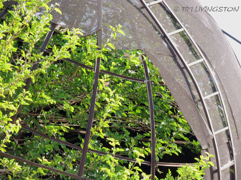 teepee burner, bee hive burner, photography, sawmill